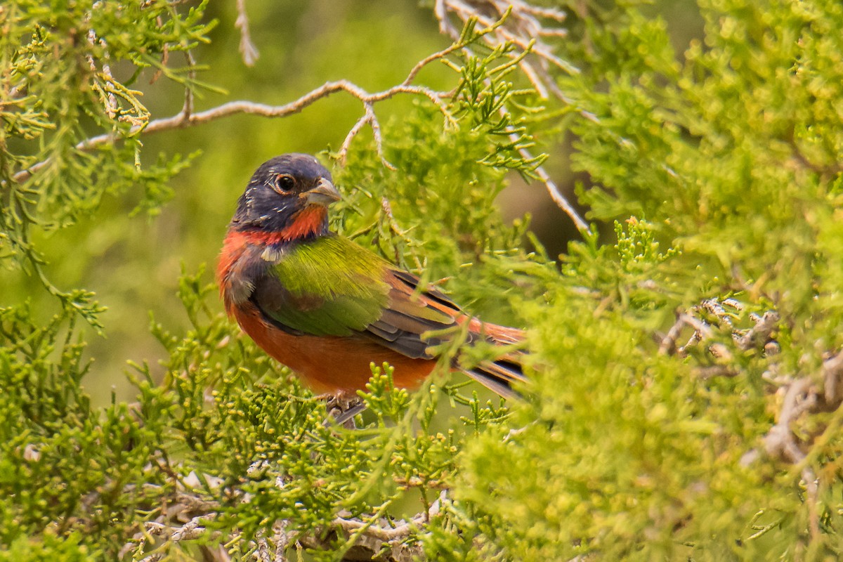 Painted Bunting - ML608779361
