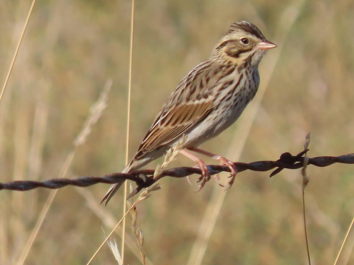 Savannah Sparrow (Savannah) - ML608779540