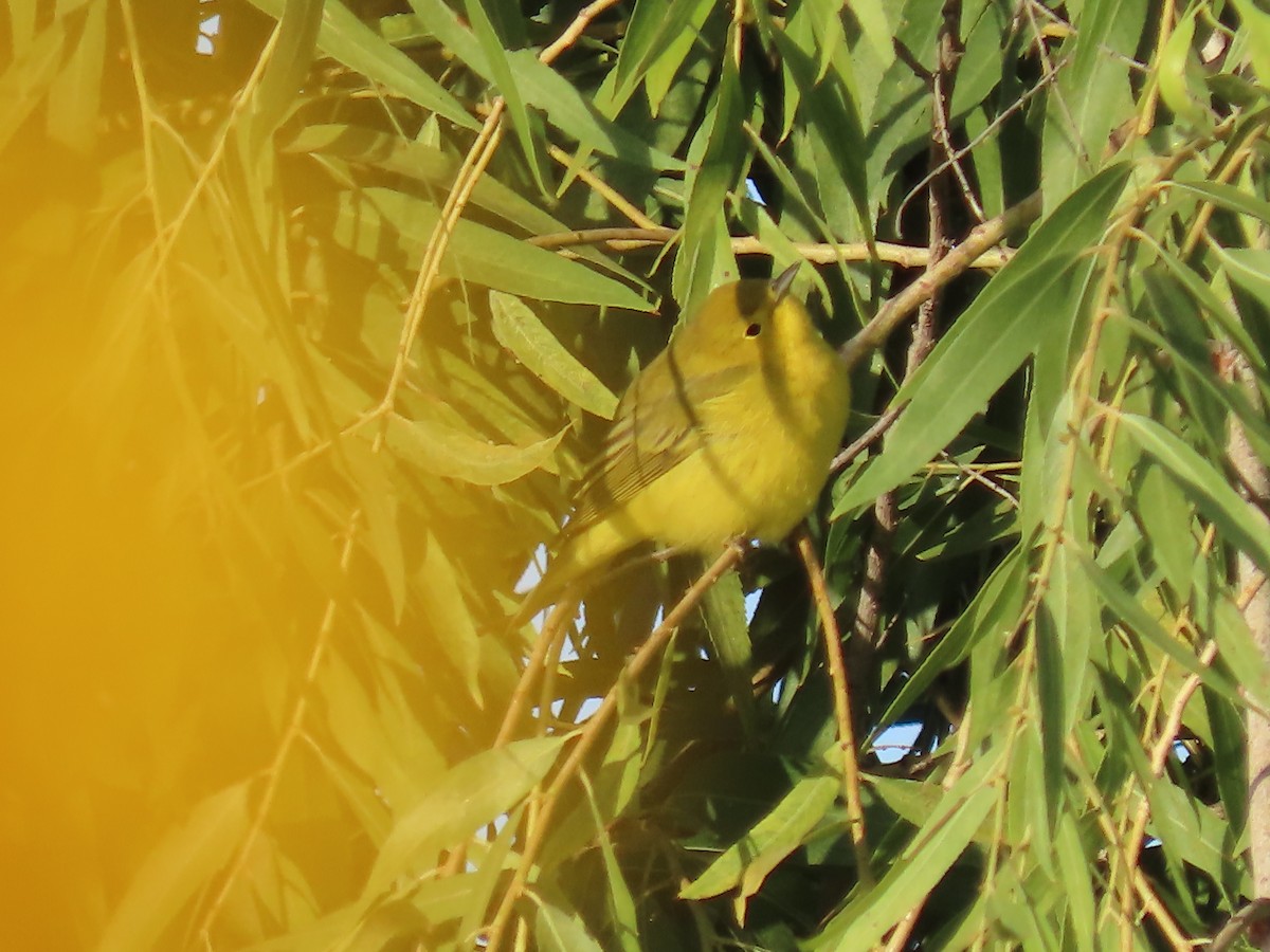 Yellow Warbler (Northern) - ML608779555