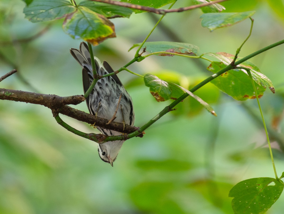 Black-and-white Warbler - ML608780534