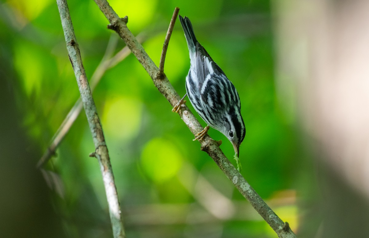 Black-and-white Warbler - ML608780535