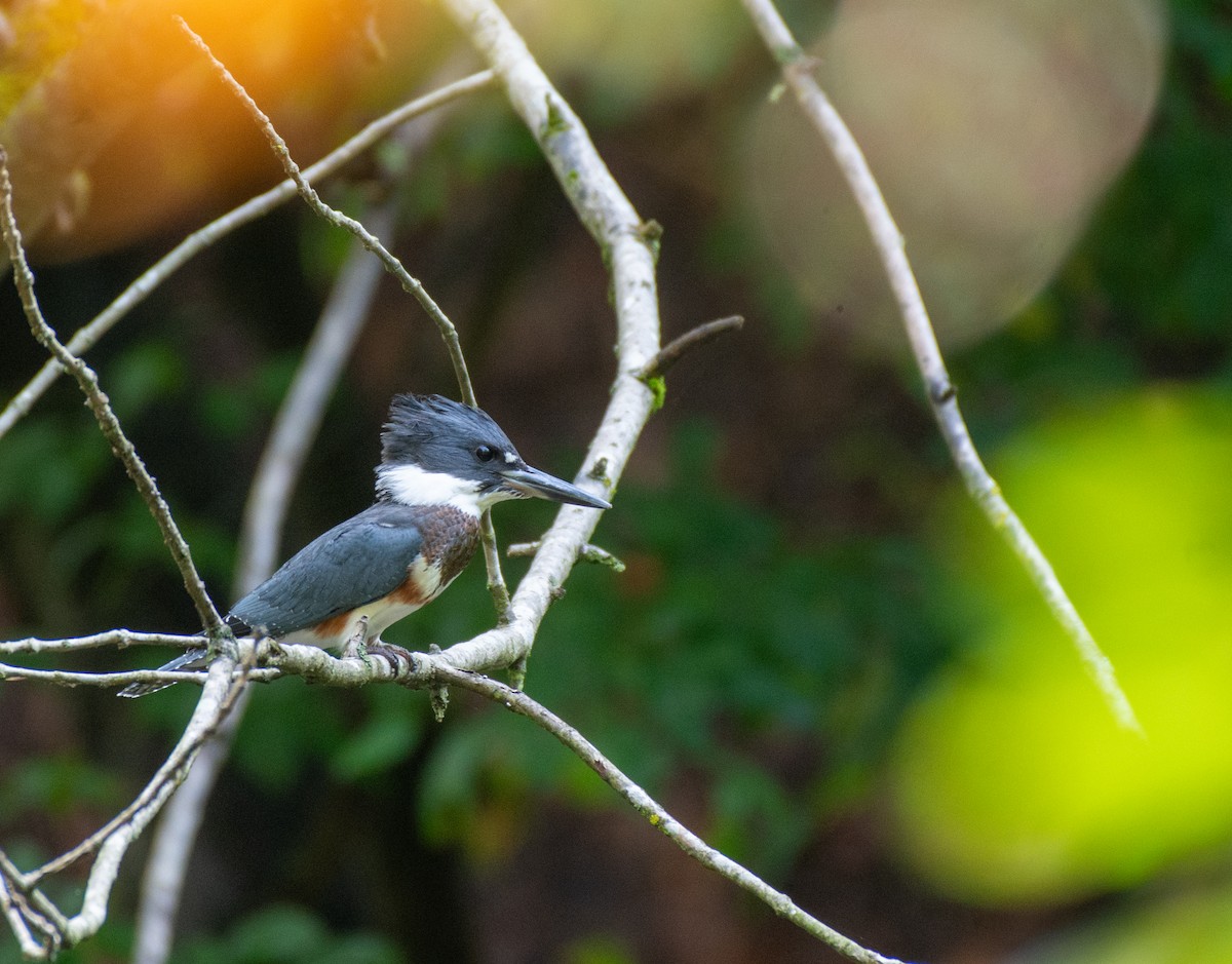 Belted Kingfisher - ML608780543