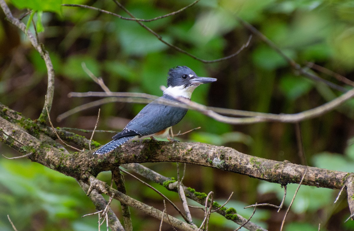 Belted Kingfisher - ML608780544