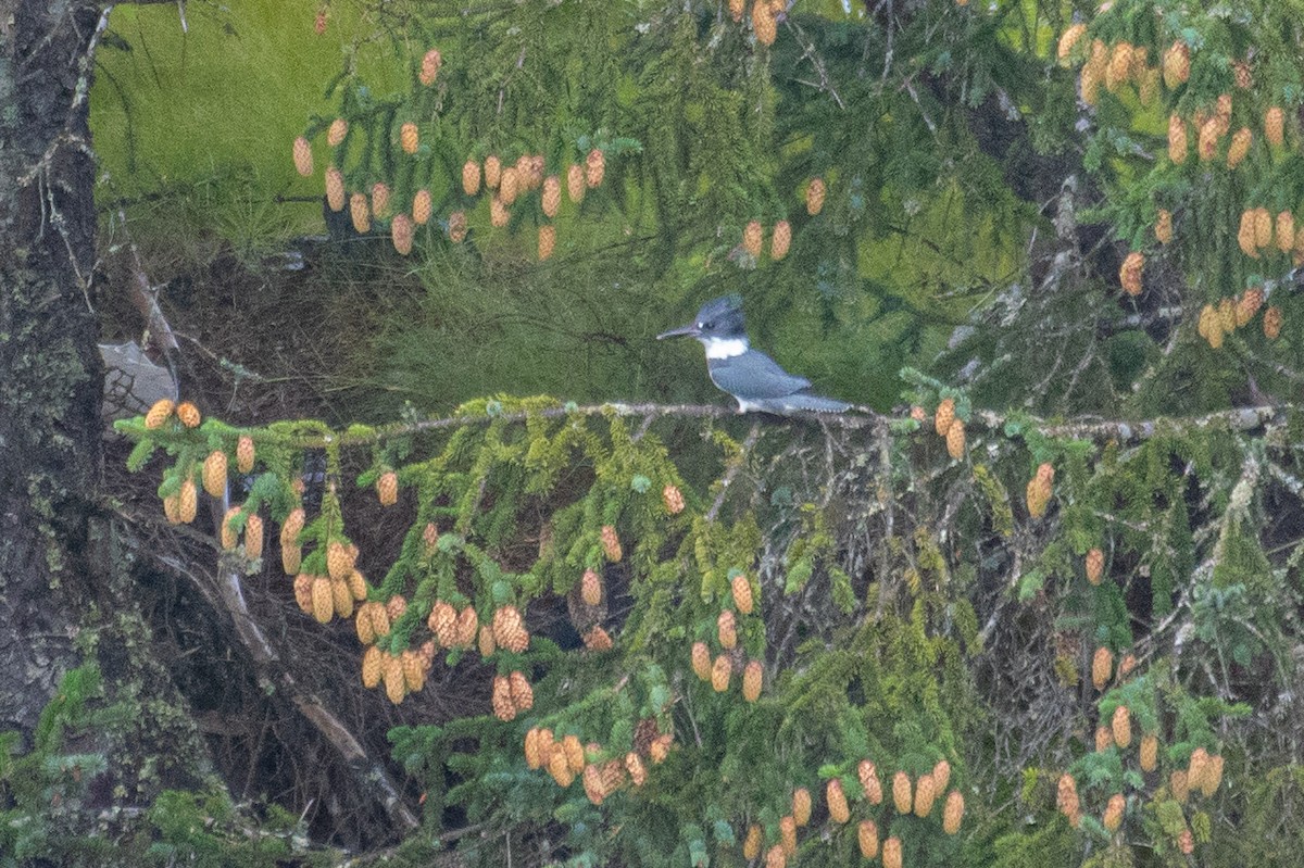 Belted Kingfisher - ML608780744