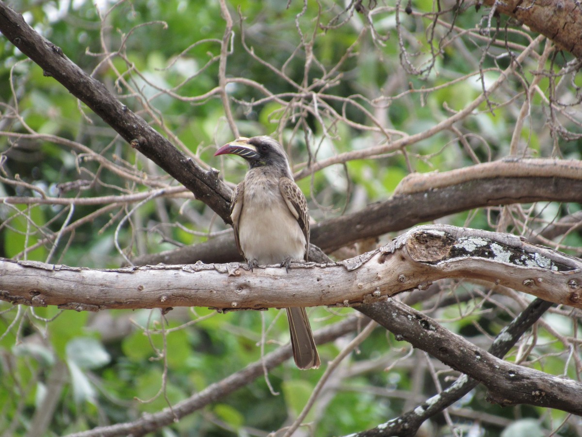 African Gray Hornbill - ML608781169