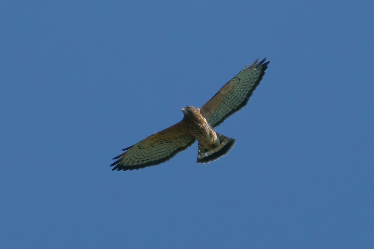 Broad-winged Hawk - ML608781244