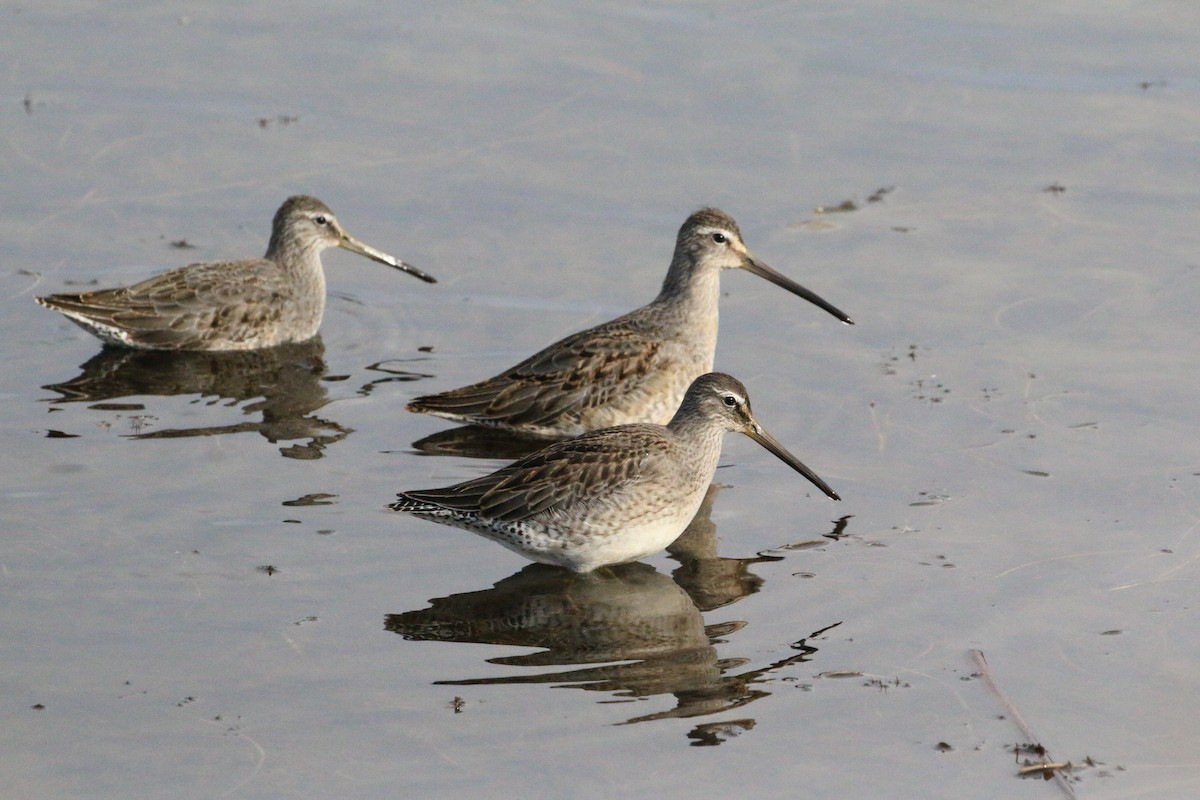 Long-billed Dowitcher - ML608781303