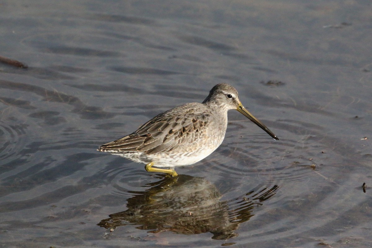 Long-billed Dowitcher - ML608781311