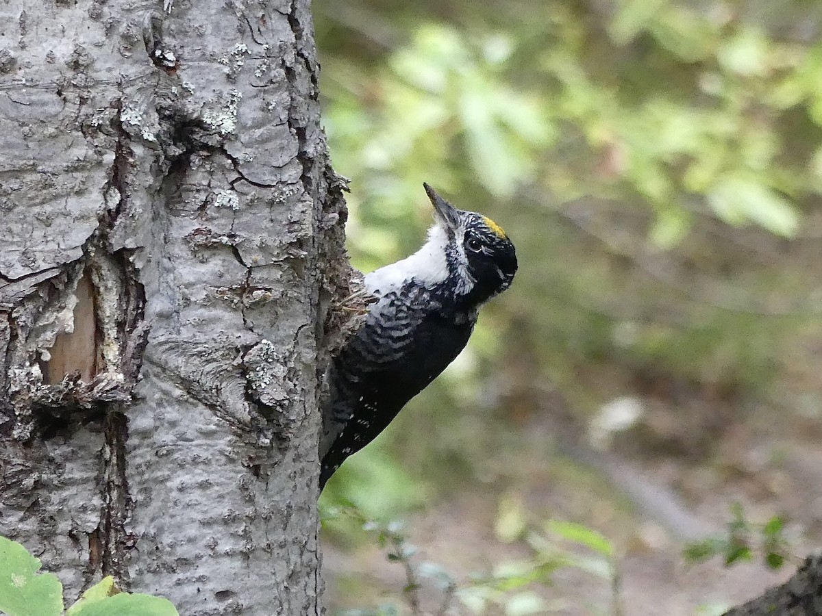 American Three-toed Woodpecker - Mike McGrenere