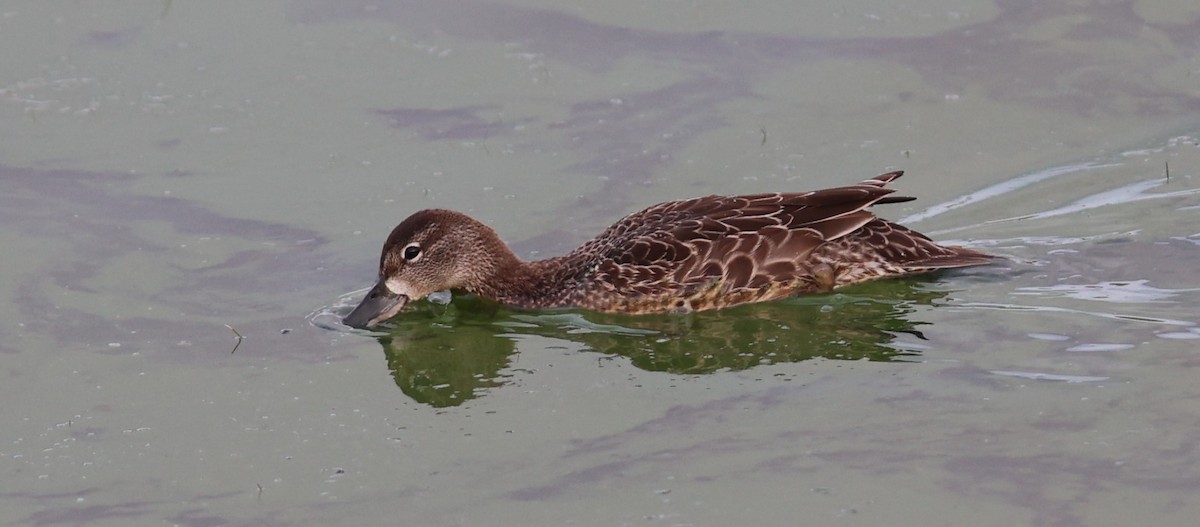 Blue-winged Teal - ML608781552