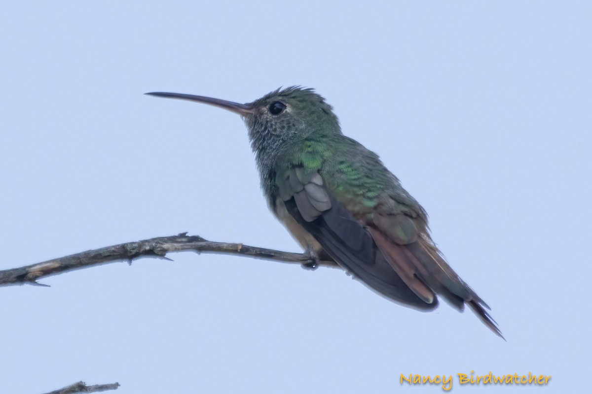 Buff-bellied Hummingbird - ML608782143
