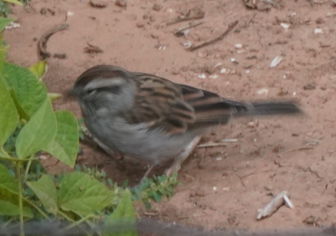 Chipping Sparrow - ML608782226