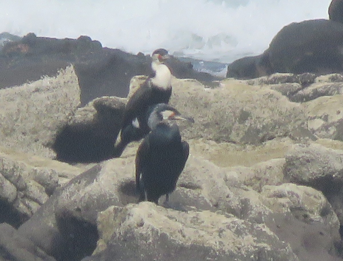 Great Cormorant (Dark-breasted) - ML608782244