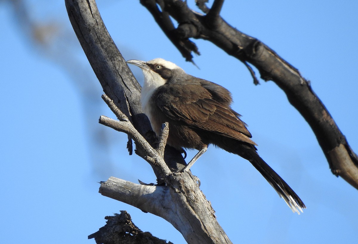 Gray-crowned Babbler - ML608782543