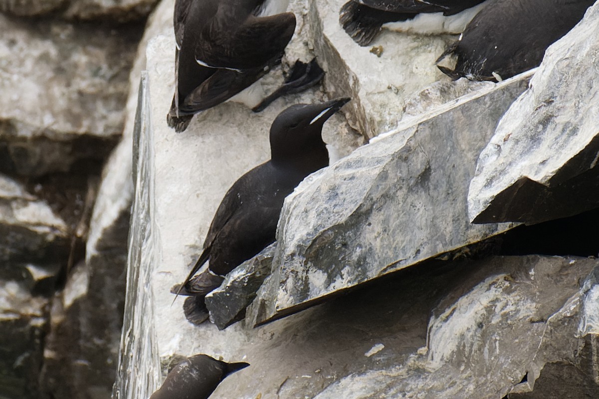 Thick-billed Murre - ML608782877