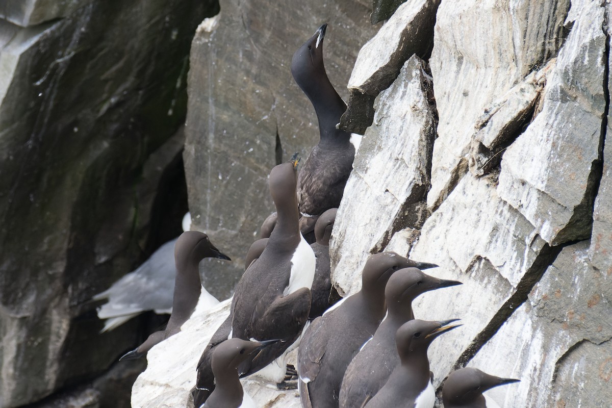 Thick-billed Murre - ML608782878