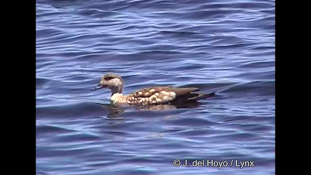 Crested Duck - ML608782993