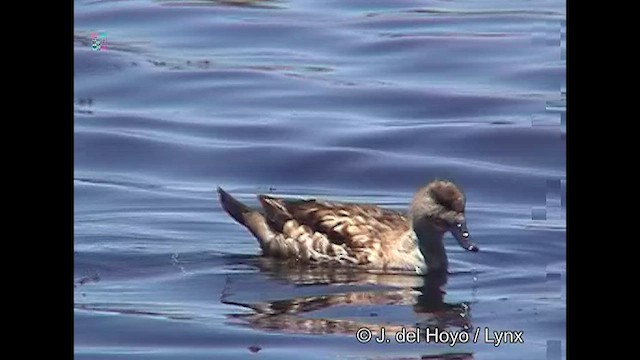 Crested Duck - ML608783008