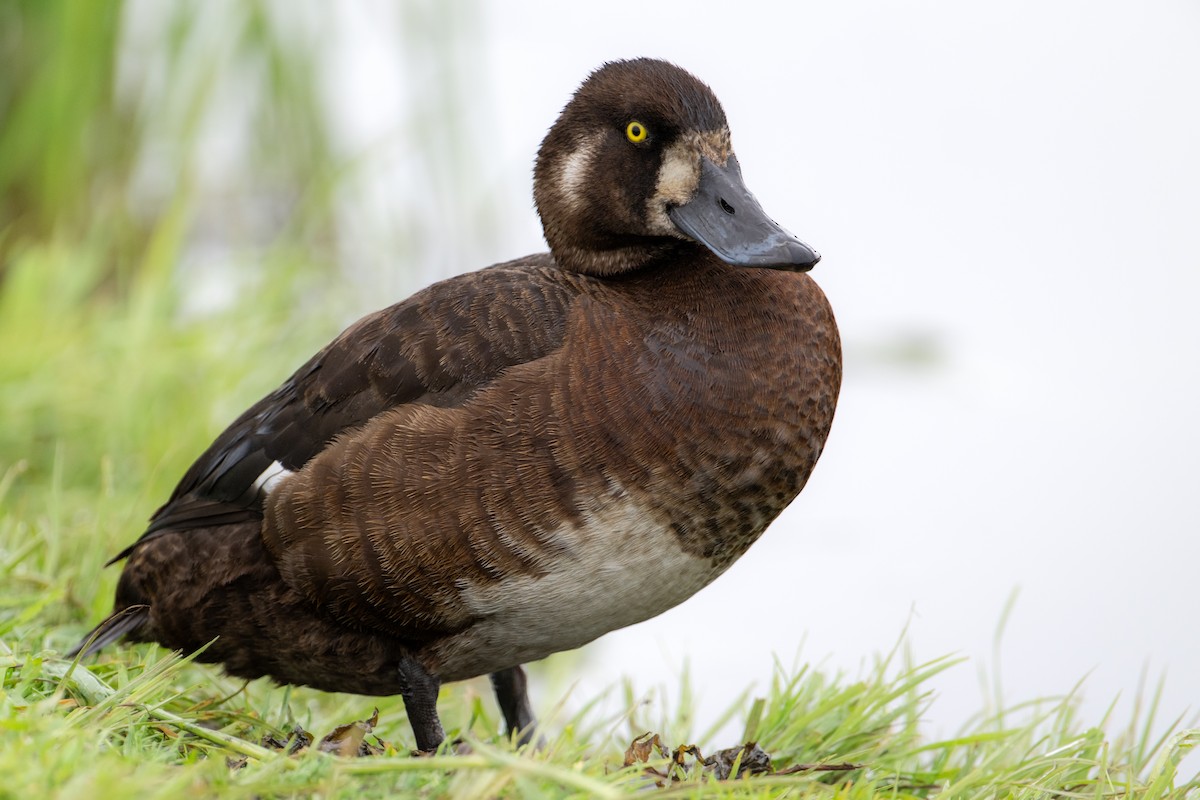 Greater Scaup - ML608783029