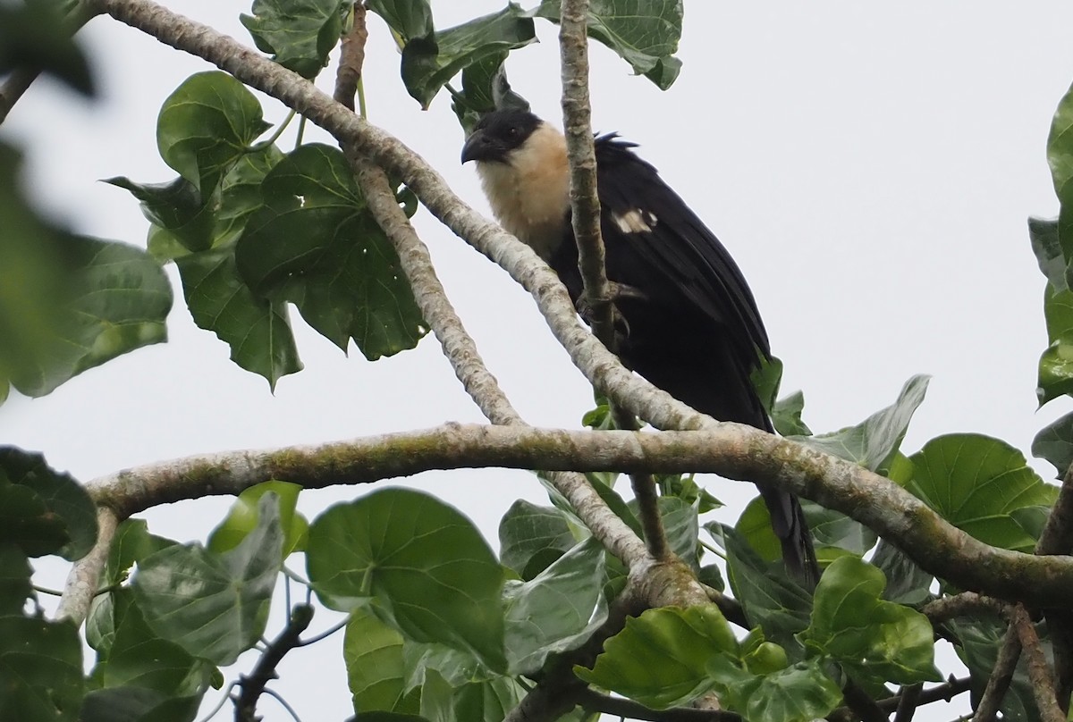 Pied Coucal - ML608783183