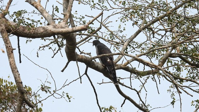 African Cuckoo-Hawk - ML608783474