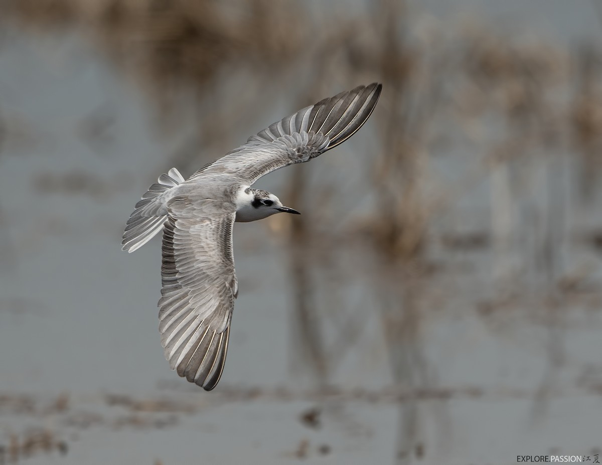 White-winged Tern - ML608783610