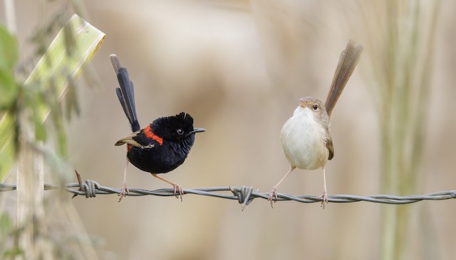 Adult Male (left) and Female (right) Red-backed Fairywrens. - Red-backed Fairywren - 