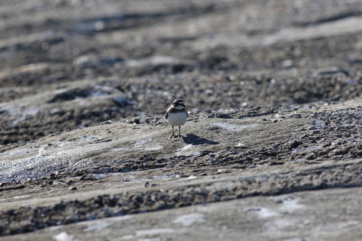 Semipalmated Plover - ML608784207