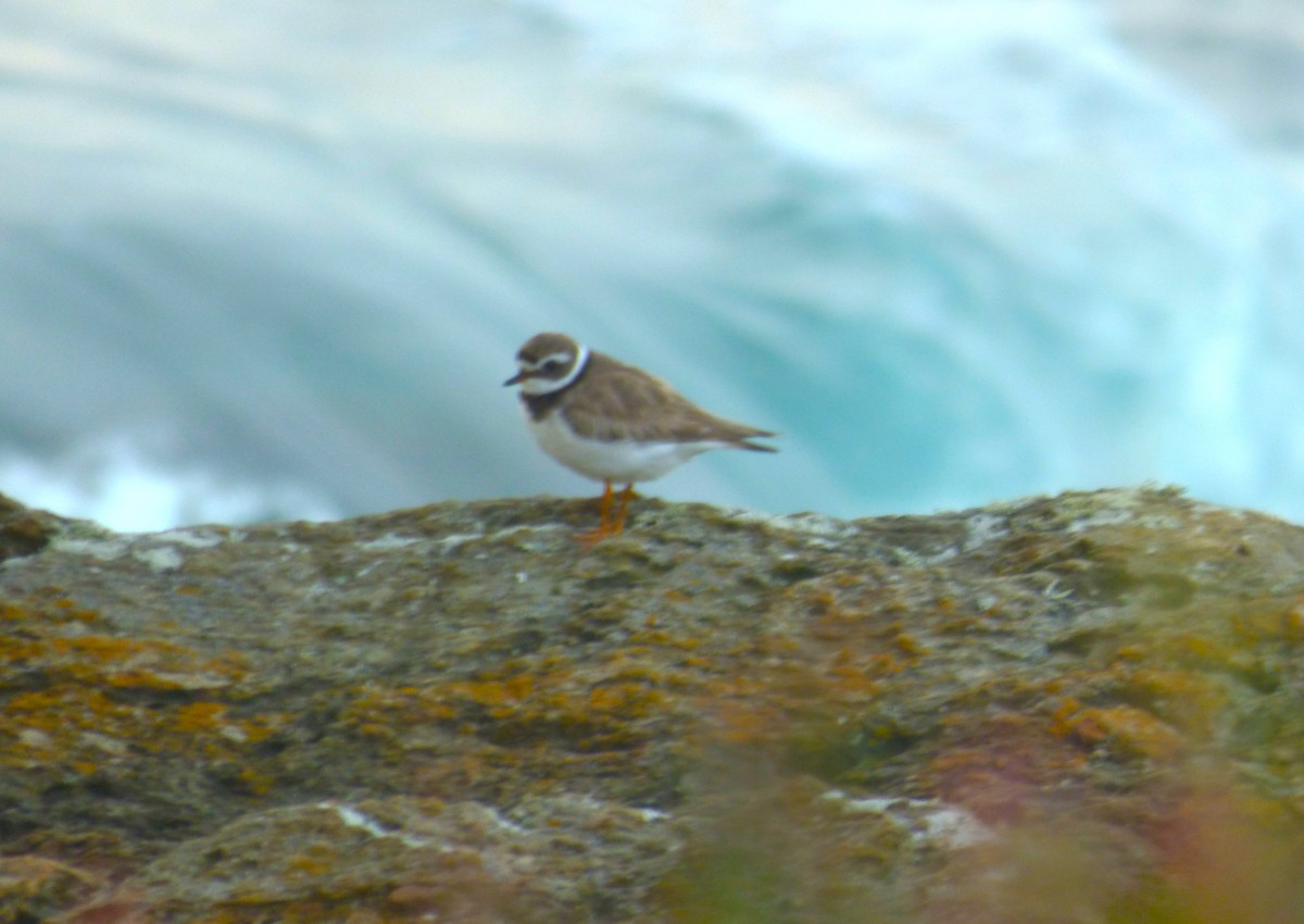 Common Ringed Plover - ML608784424