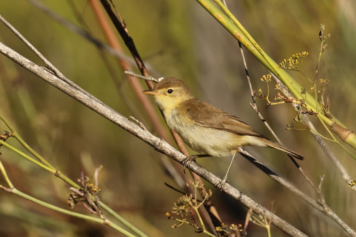 Melodious Warbler - ML608784699
