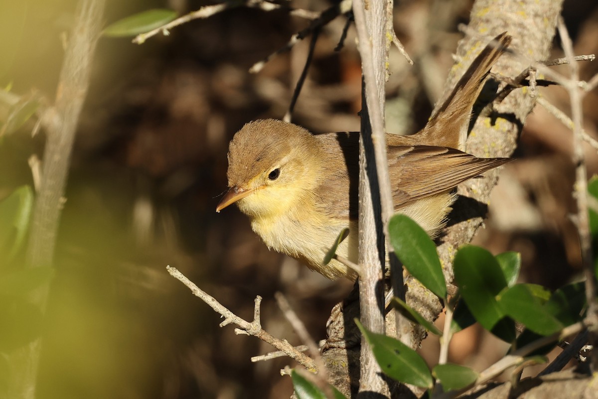Melodious Warbler - ML608784700