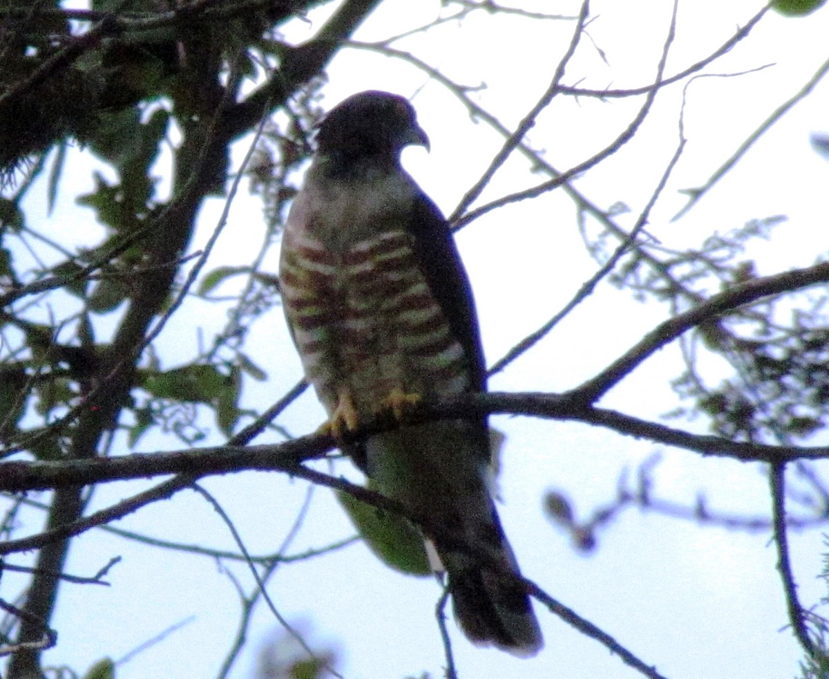 African Cuckoo-Hawk - Zlatan Celebic