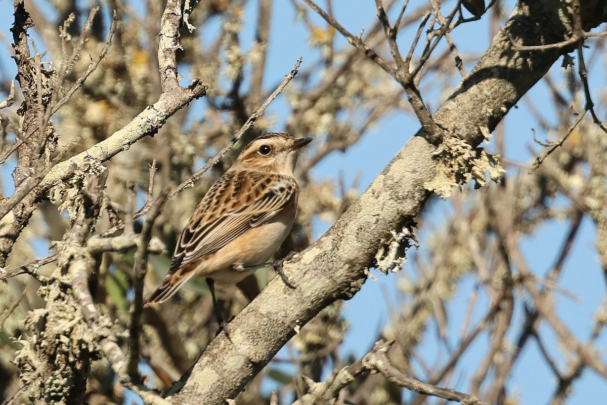 Whinchat - ML608784751