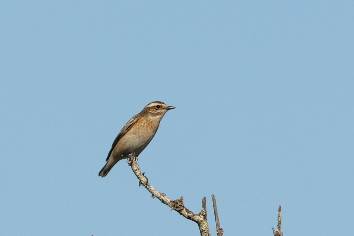 Whinchat - ML608784753
