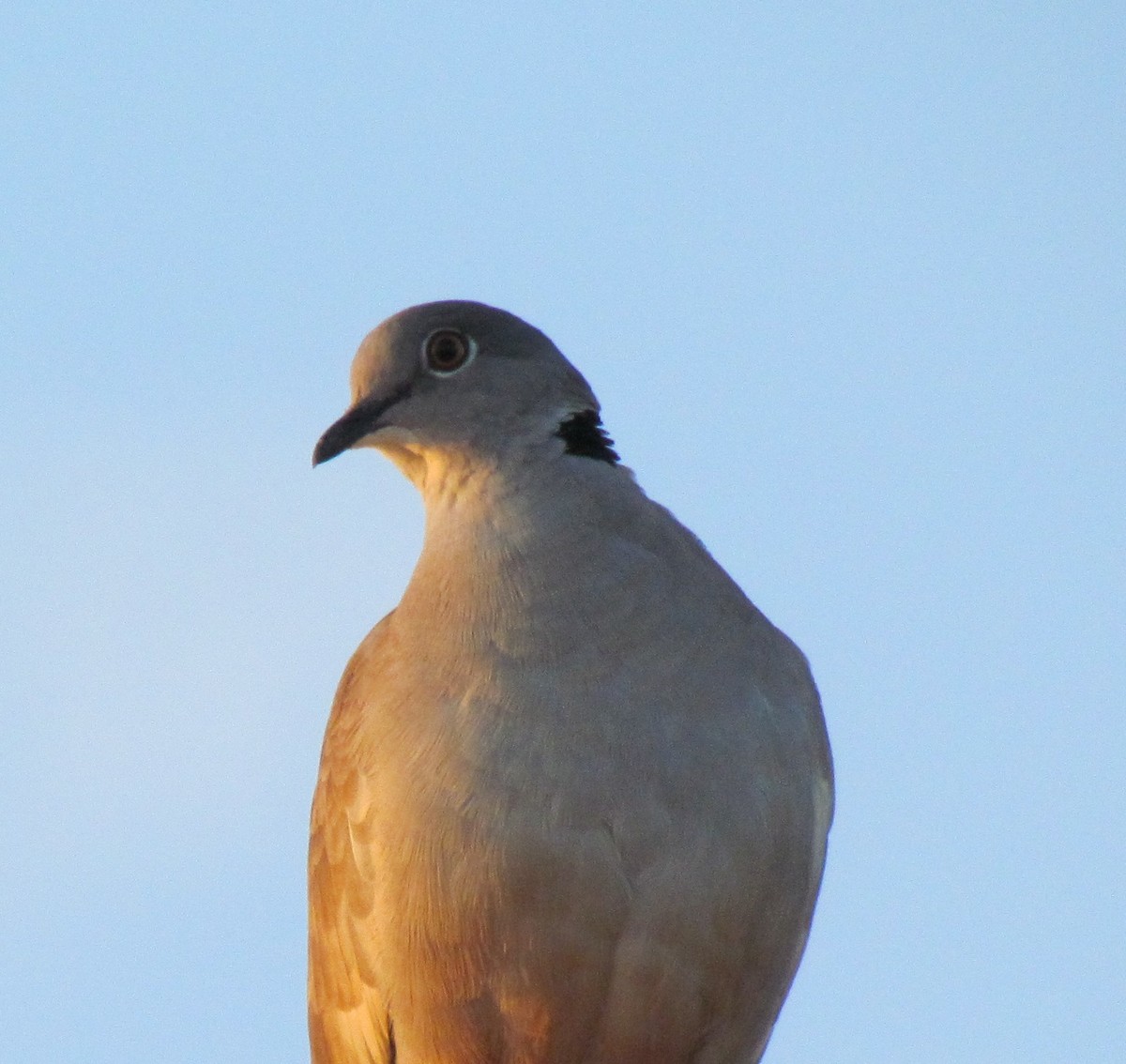 White-winged Collared-Dove - ML60878481