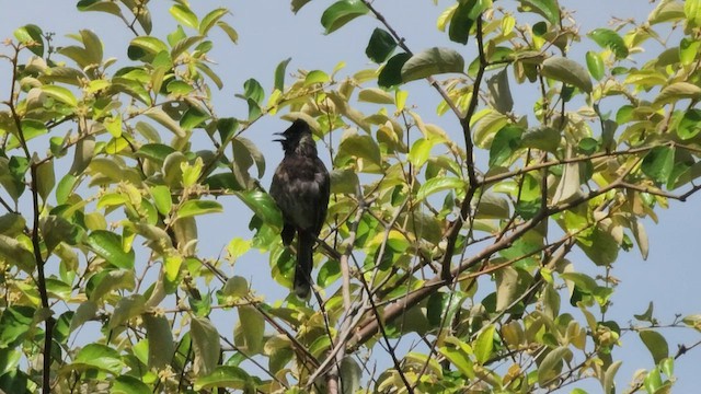 Red-vented Bulbul - ML608784954