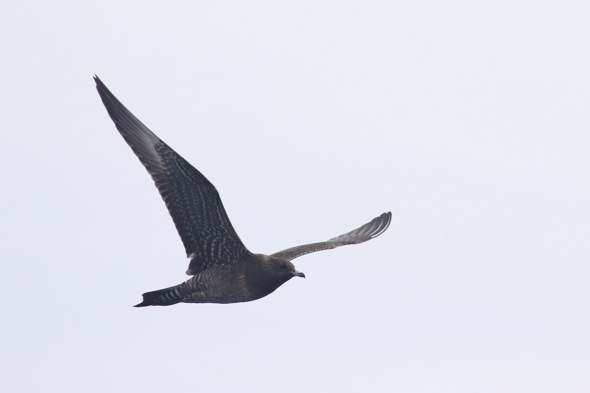 Long-tailed Jaeger - ML608785141