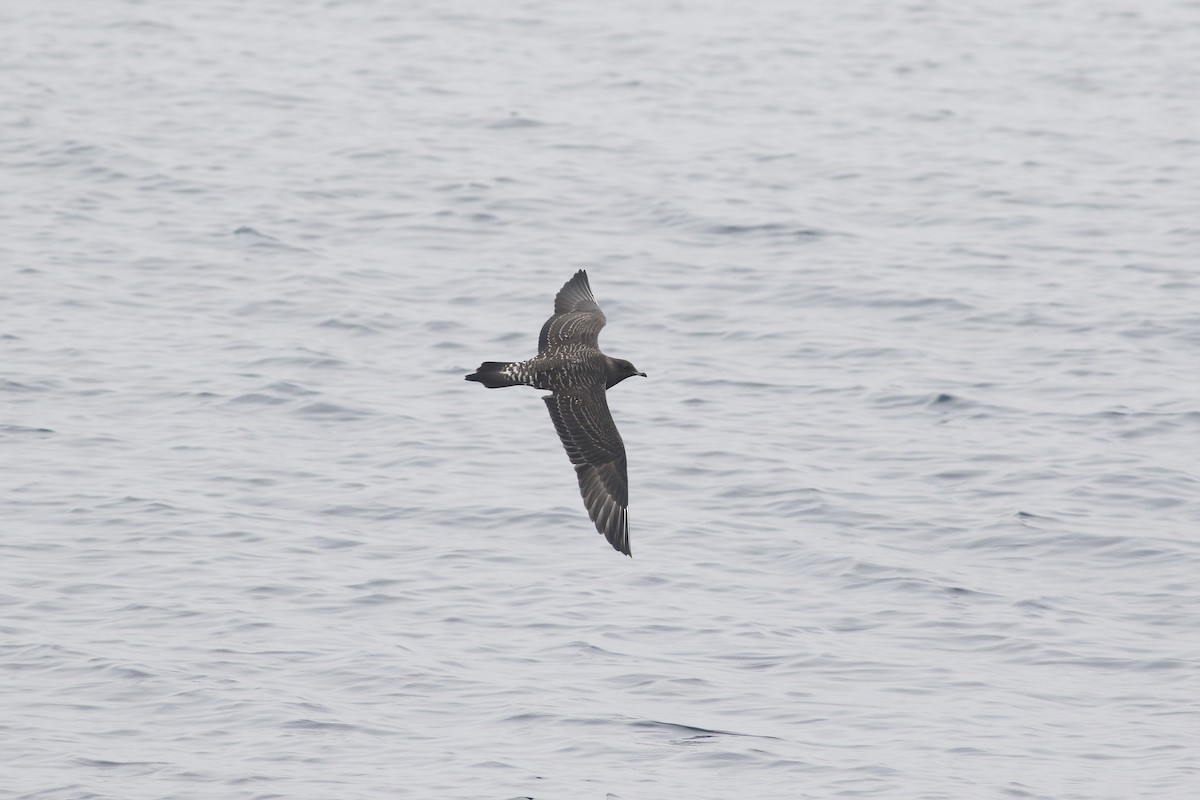 Long-tailed Jaeger - ML608785144
