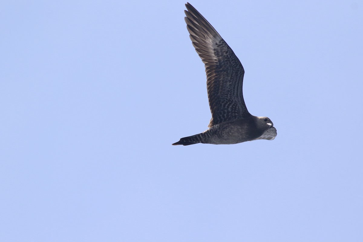Long-tailed Jaeger - ML608785165