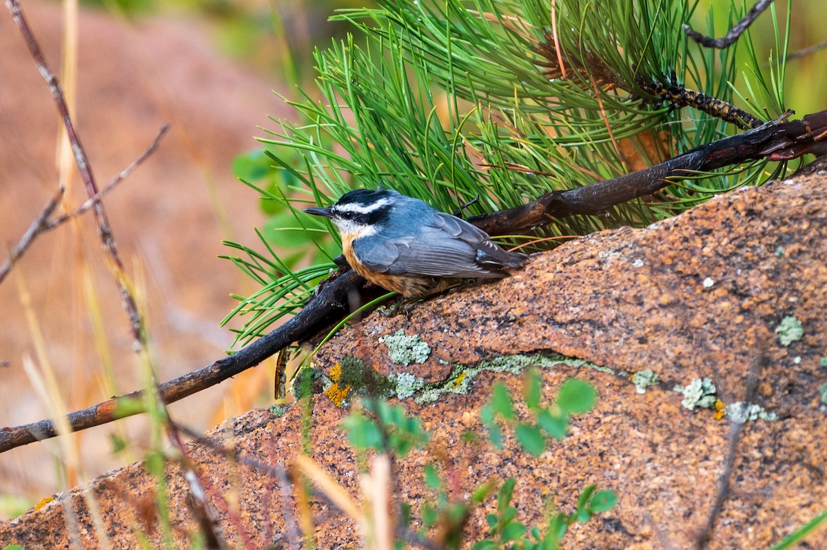 Red-breasted Nuthatch - ML608785194
