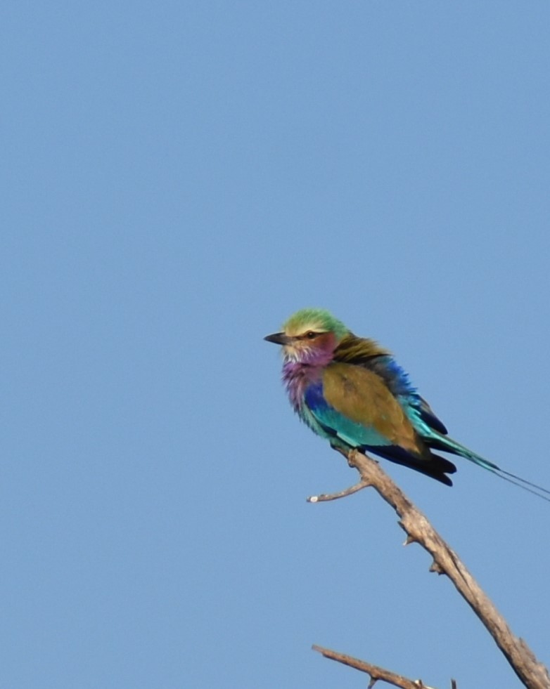 Lilac-breasted Roller - ML608785331
