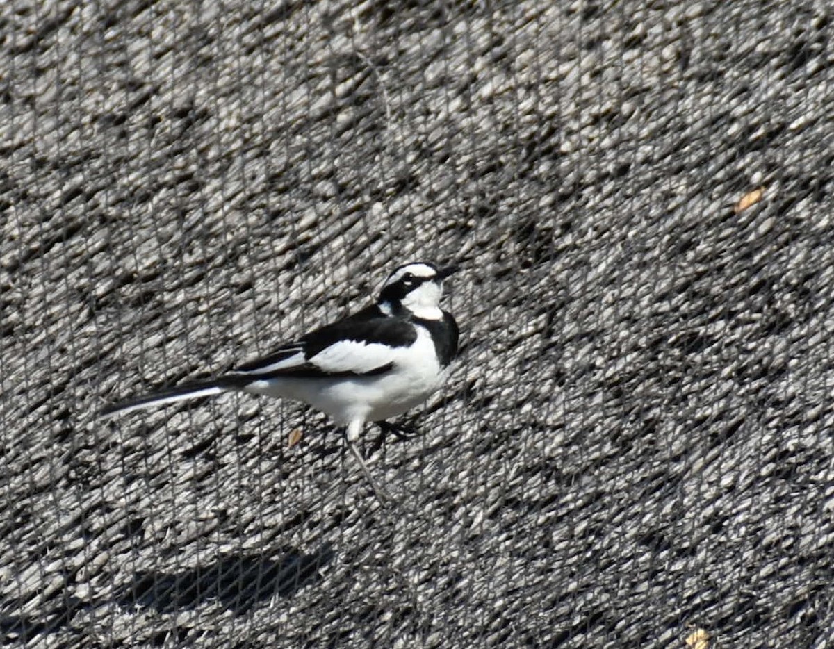 African Pied Wagtail - ML608785340