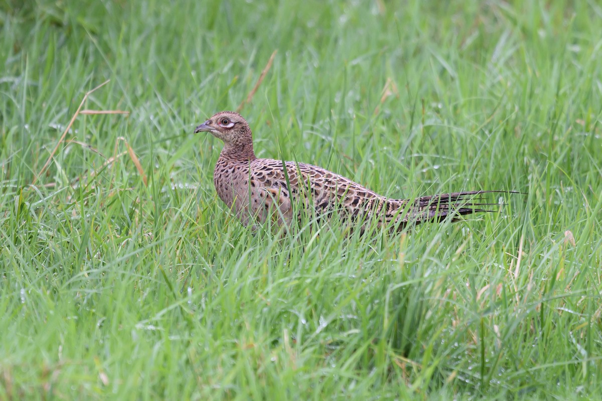 Ring-necked Pheasant - ML608785495