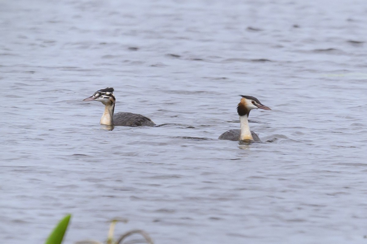 Great Crested Grebe - ML608785498
