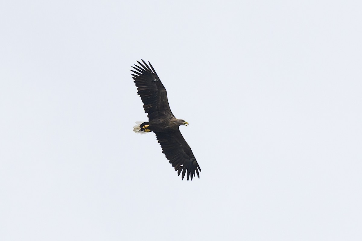 White-tailed Eagle - ML608785515