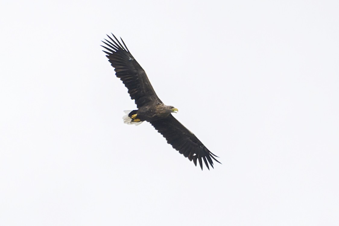 White-tailed Eagle - Michael Fuhrer