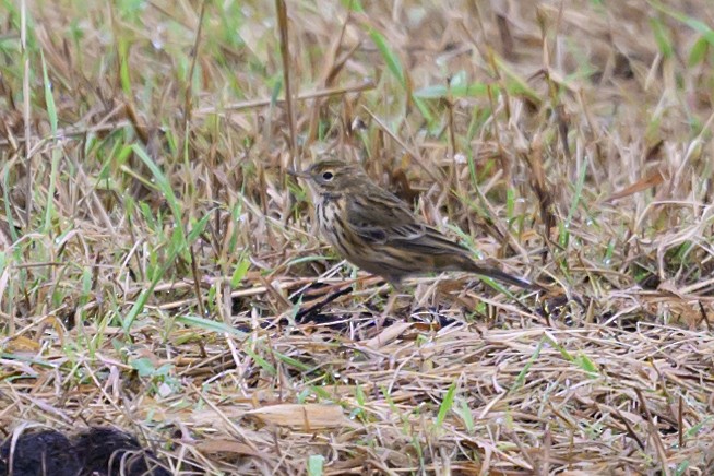 Meadow Pipit - ML608785532