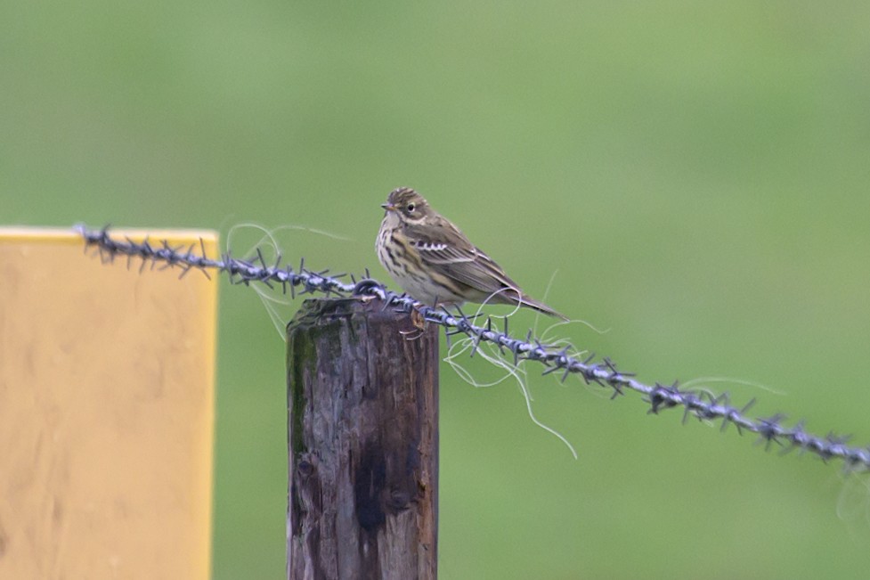 Meadow Pipit - ML608785533