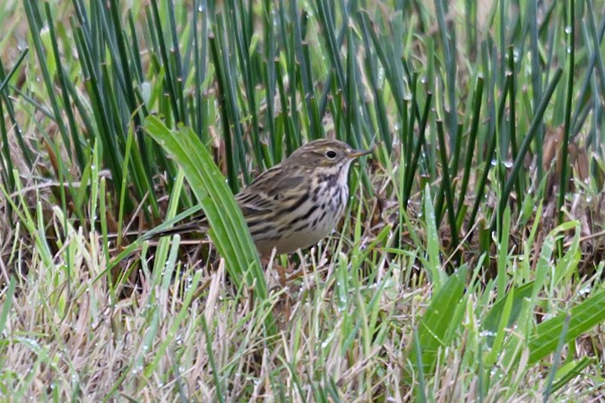 Meadow Pipit - ML608785534
