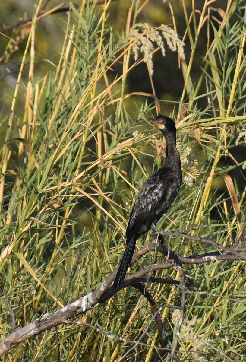 Long-tailed Cormorant - ML608785646